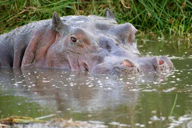 Hippo with baby