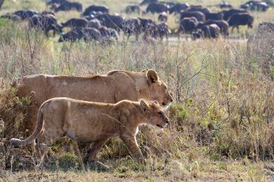 Lions in Serengeti